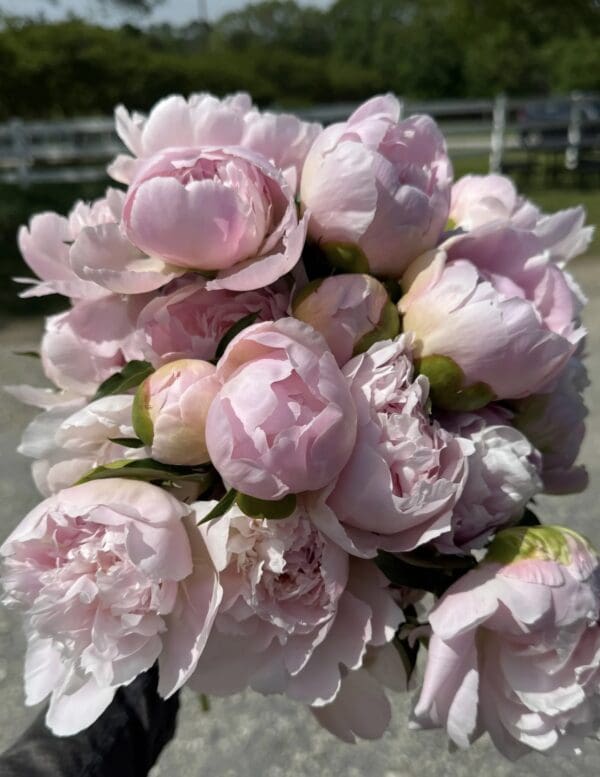 A bouquet of soft pink peonies in full bloom.