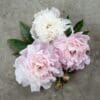 Three delicate peony flowers in white and soft pink hues.