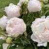 Delicate pale pink peonies in bloom with lush green leaves.