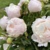 Soft pink peonies blooming in a garden.