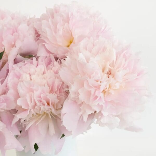 Soft pink peonies in full bloom with delicate petals.