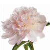 A soft pink peony bloom with delicate petals.