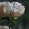 Close-up of a pale pink rose in soft focus.