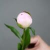A hand holding a pink peony bud against a plain gray background.