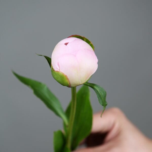 A hand holding a pink peony bud against a plain gray background.