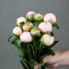 A hand holding a bouquet of light pink peonies with green leaves.