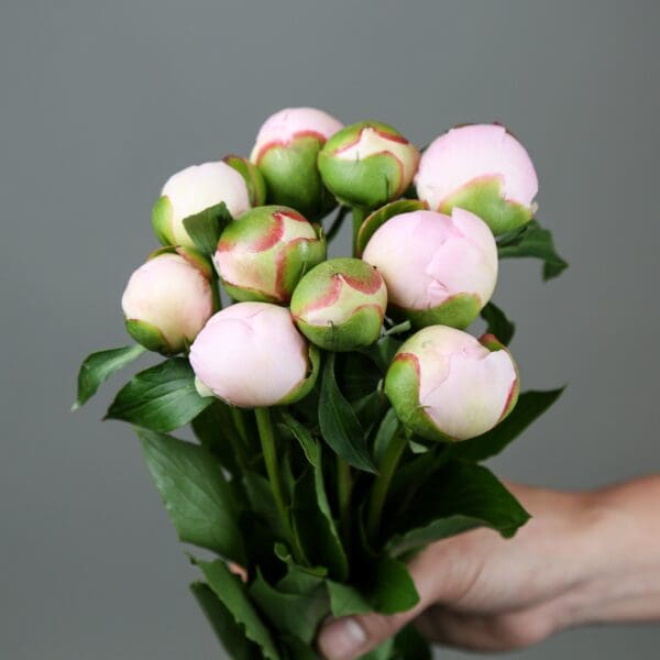 A hand holding a bouquet of light pink peonies with green leaves.