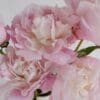 Close-up of soft pink peonies in full bloom.