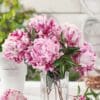 A bouquet of pink peonies in a clear glass vase.