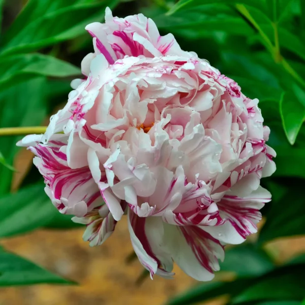 A close-up of a pink and white striped peony flower.