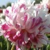 Close-up of vibrant pink and white striped flowers.