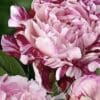 Close-up of delicate pink peony flowers with green leaves.