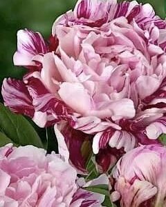 Close-up of delicate pink peony flowers with green leaves.