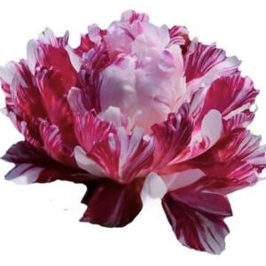 A pink and white peony flower in full bloom.