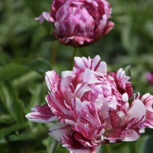 Pink and white peonies blooming in a garden.