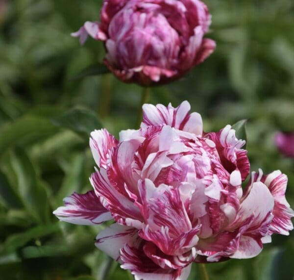 Pink and white peonies blooming in a garden.