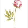 A delicate pink rose with green leaves on a white background.
