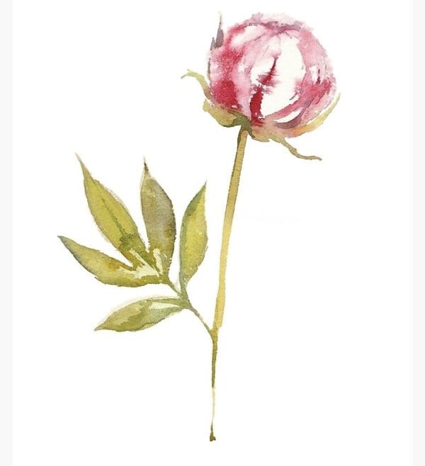 A delicate pink rose with green leaves on a white background.