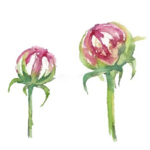 Two pink rosebuds at different growth stages.