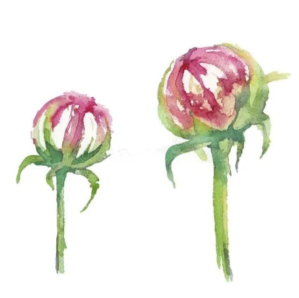 Two pink rosebuds at different growth stages.