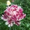 A vibrant pink and white peony flower blooming among green leaves.