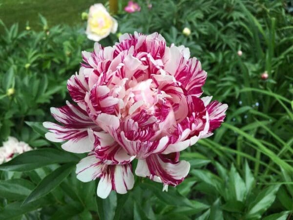 A vibrant pink and white peony flower blooming among green leaves.