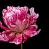 A vibrant pink and white peony flower against a black background.