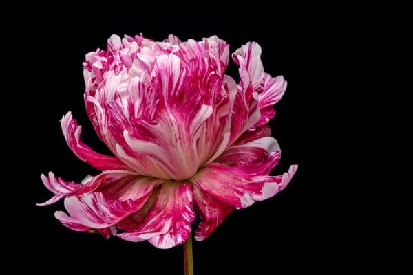 A vibrant pink and white peony flower against a black background.