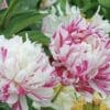 Two peony flowers, one white and one pink, blooming among green leaves.