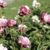 Cluster of pink peonies blooming in a garden.