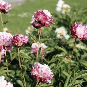 Cluster of pink peonies blooming in a garden.