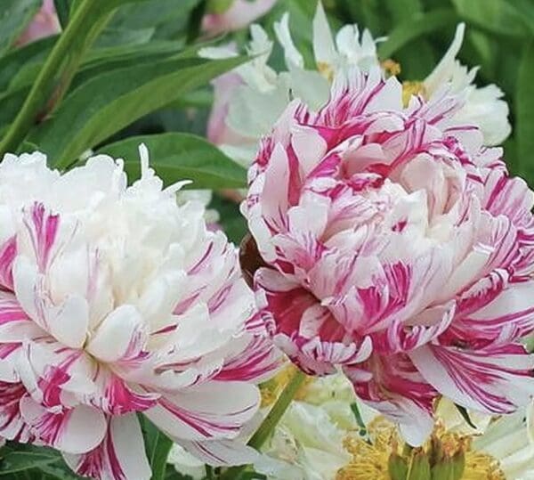 Two peony flowers, one white and one pink, blooming among green leaves.