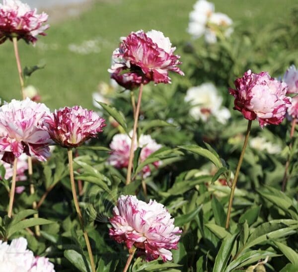 Cluster of pink peonies blooming in a garden.