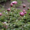 Pink peony flowers blooming in a garden with green foliage.
