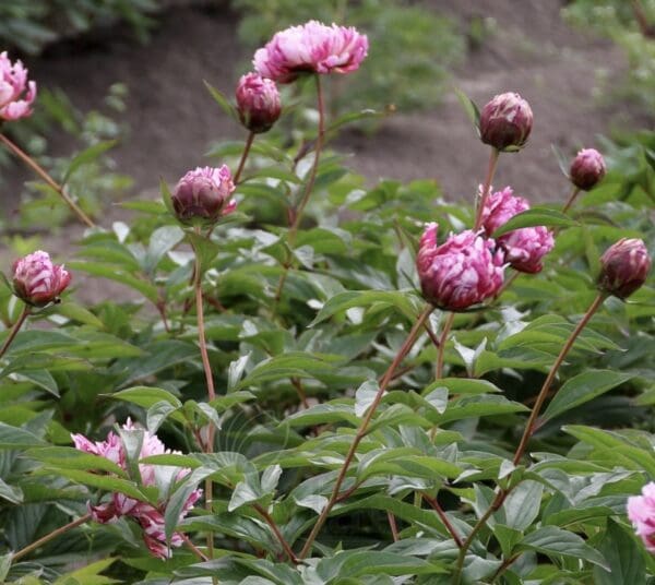 Pink peony flowers blooming in a garden with green foliage.