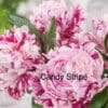 Pink and white Candy Stripe peony flowers in full bloom.