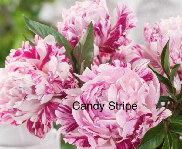 Pink and white Candy Stripe peony flowers in full bloom.