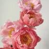 A close-up of delicate pink peonies with soft petals and yellow centers.