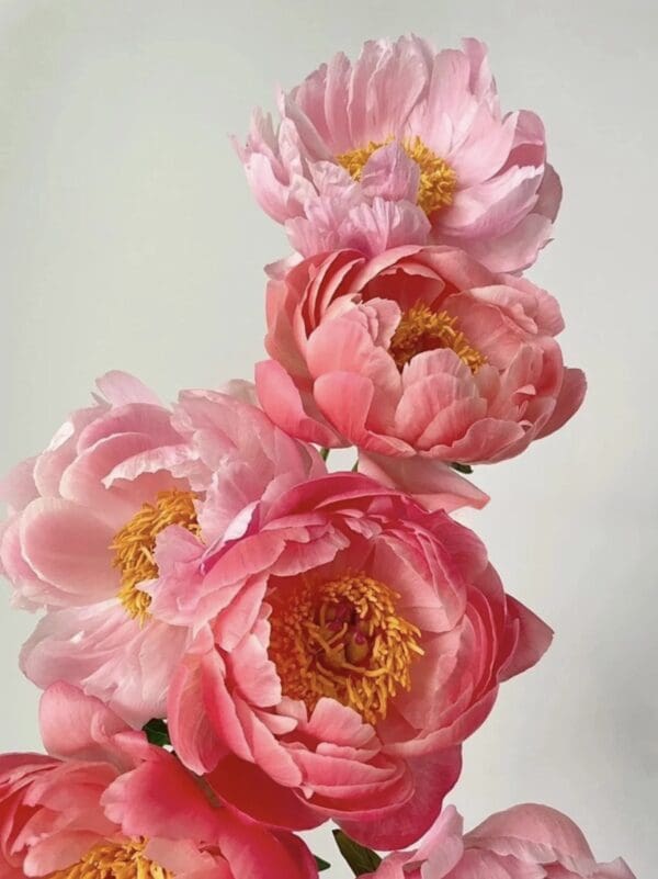 A close-up of delicate pink peonies with soft petals and yellow centers.
