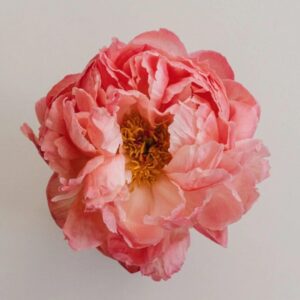 Close-up of a delicate pink rose with soft petals.