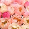 A close-up of soft pink and peach peonies in full bloom.