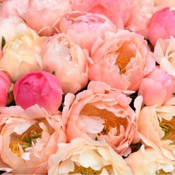 A close-up of soft pink and peach peonies in full bloom.