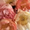Close-up of delicate pink and peach roses with soft petals.