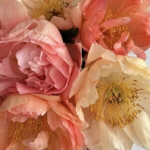 Close-up of delicate pink and peach roses with soft petals.