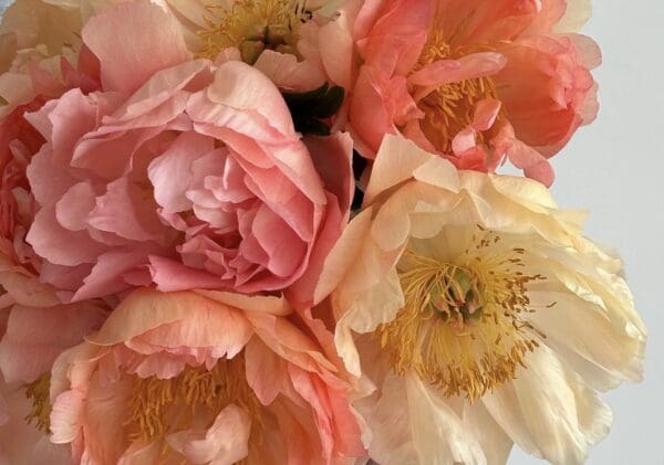 Close-up of delicate pink and peach roses with soft petals.