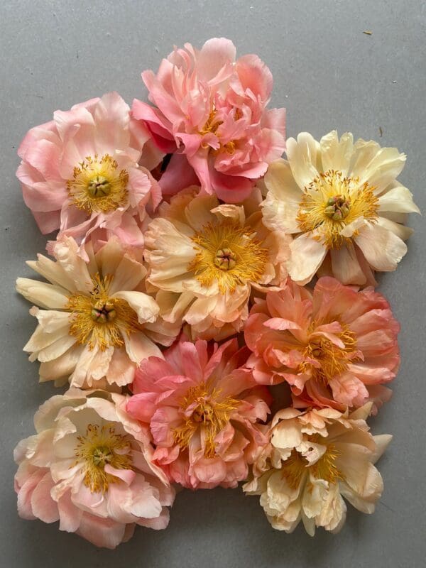 A bouquet of soft pink, peach, and cream flowers.