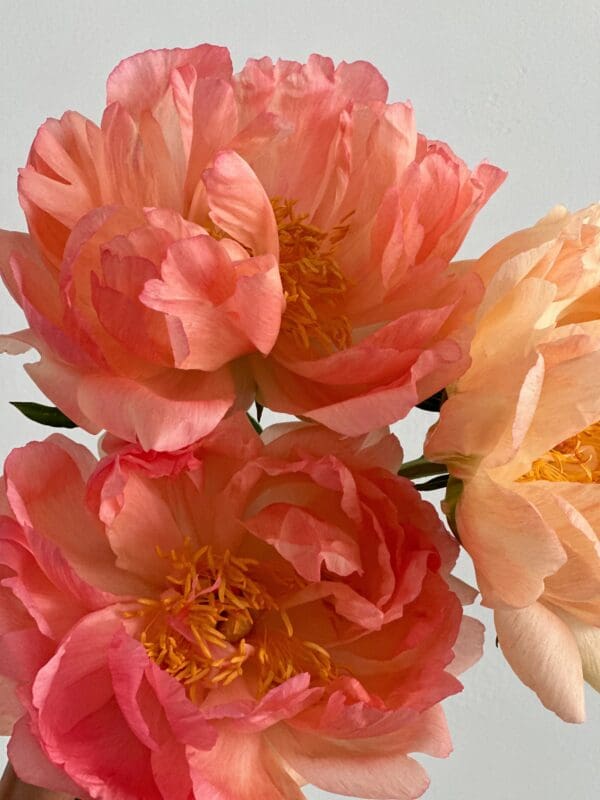 Close-up of vibrant pink and peach flowers in bloom.
