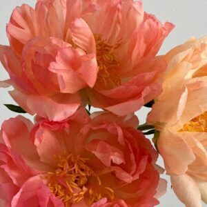 Close-up of vibrant pink and peach flowers in bloom.