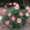 A bush filled with blooming pink and light orange peonies outdoors.