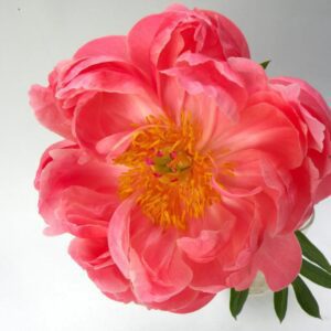 Close-up of a vibrant pink and yellow flower in bloom.